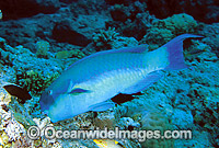Blunt-headed Parrotfish feeding on hard coral Photo - Gary Bell