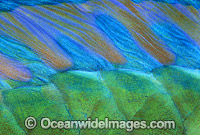 Bridled Parrotfish dorsal fin Scarus frentaus Photo - Gary Bell