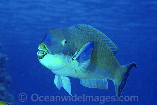Blunt-headed Parrotfish Scarus microrhinos photo