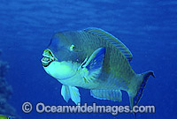 Blunt-headed Parrotfish Scarus microrhinos Photo - Gary Bell