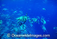 Green Sea Turtles Raine Island Photo - Gary Bell