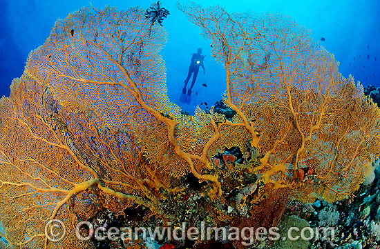 Scuba Diver and yellow Fan Coral photo