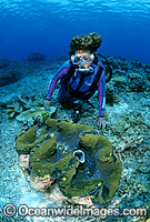 Scuba Diver with Giant Clam Photo - Gary Bell