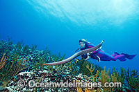 Scuba Diver photographing Olive Sea Snake Photo - Gary Bell