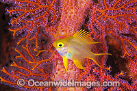 Golden Damsel in fan coral Photo - Gary Bell