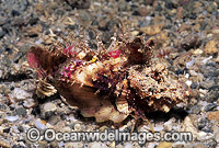 Devil Stinger Scorpionfish Photo - Gary Bell