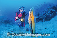 Scuba Diver with giant Sea Pen Photo - Gary Bell