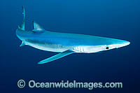 Blue Shark or Blue Whaler Photo - Andy Murch