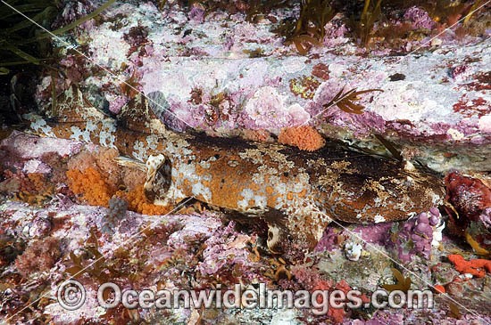 Cobbler Wobbegong Shark Sutorectus tentaculatus photo