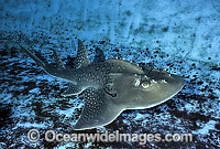 Shark Ray Rhina ancylostoma Photo - Gary Bell