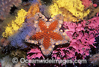 Biscuit Star Tosia australis Photo - Gary Bell