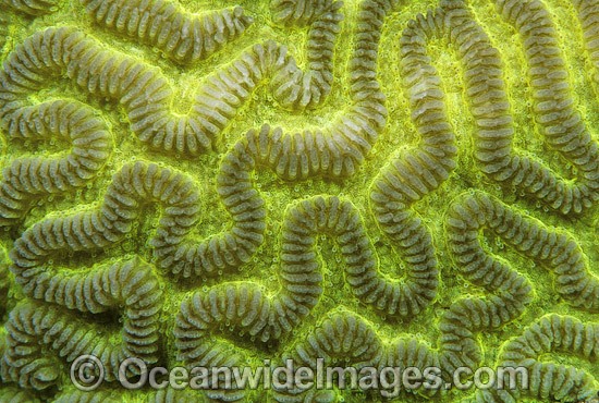 Brain Coral Leptoria phrygia photo