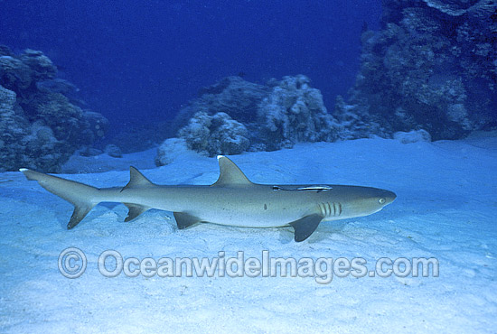 Whitetip Reef Shark resting on sandy bottom photo