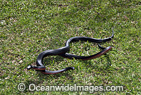 Red-bellied Black Snake Photo - Gary Bell
