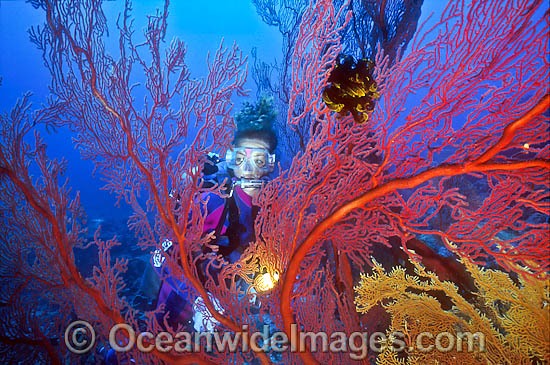 Scuba Diver with Gorgonian Fan Coral photo