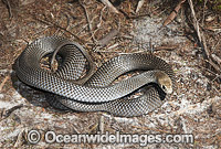 Eastern Brown Snake Pseudonaja textilis Photo - Gary Bell