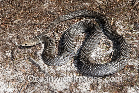 Eastern Brown Snake photo