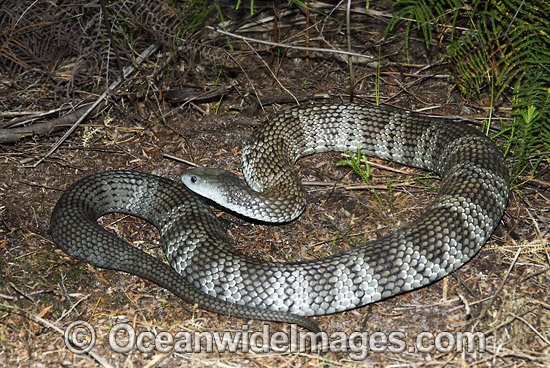 Mainland Tiger Snake Notechis scutatus photo