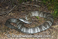 Mainland Tiger Snake Notechis scutatus Photo - Gary Bell