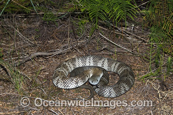Mainland Tiger Snake Notechis scutatus photo