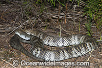 Mainland Tiger Snake Photo - Gary Bell