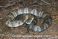 Australian Tiger Snake Photo - Gary Bell