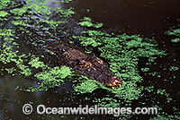 Estuarine Crocodile in attack mode Photo - Gary Bell
