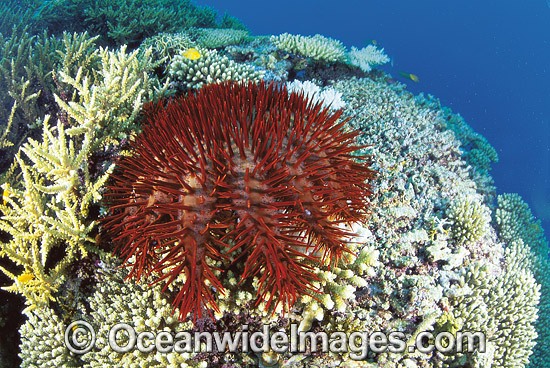 Crown-of-thorns feeding on Coral photo