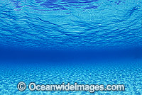 Underwater sandy sea floor Photo - Gary Bell