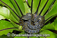 Diamond Python in a Birds Nest Fern Photo - Gary Bell