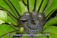 Diamond Python in a Birds Nest Fern Photo - Gary Bell