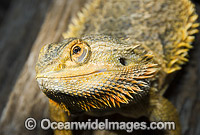 Central Bearded Dragon Photo - Gary Bell