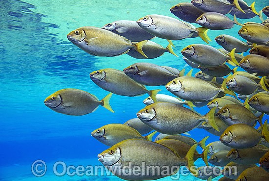 Schooling Pearly-spotted Rabbitfish photo