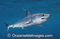 Shortfin Mako Shark Blue Pointer Photo - Andy Murch