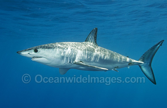 Shortfin Mako Shark Isurus oxyrinchus photo