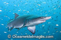Sand Tiger Shark Carcharias taurus Photo - Andy Murch