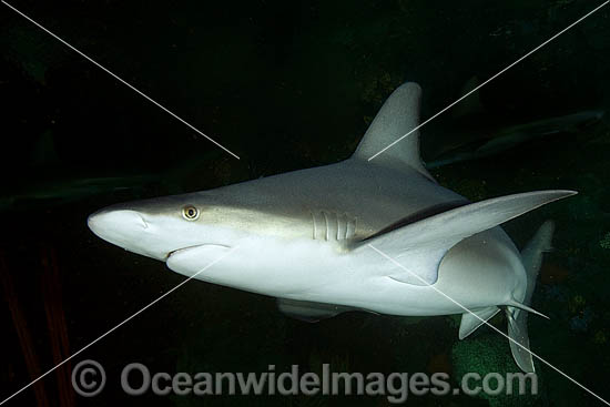 Sandbar Shark Carcharhinus plumbeus swimming at night photo
