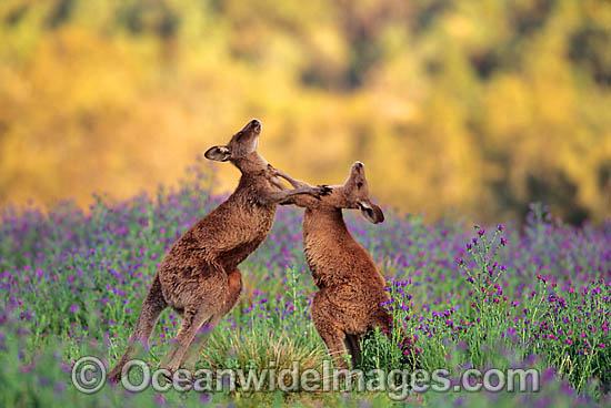 Eastern Grey Kangaroo sparring photo
