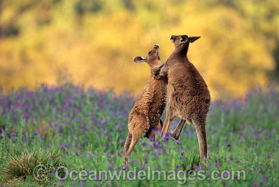Eastern Grey Kangaroo sparring males photo