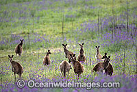 Eastern Grey Kangaroo mob Photo - Gary Bell