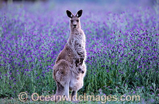 Eastern Grey Kangaroo mother with joey photo
