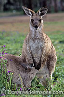 Eastern Grey Kangaroo joey feeding Photo - Gary Bell