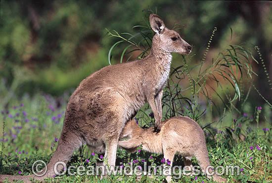Eastern Grey Kangaroo joey feeding photo