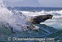 Cape Fur Seal surfing breaking wave Photo - Chris & Monique Fallows