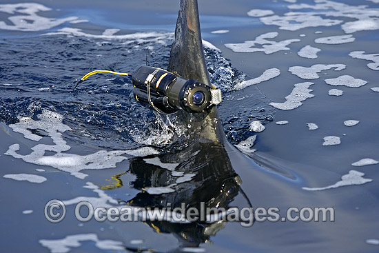 Camera attached to dorsal fin of shark photo