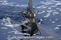 Camera attached to dorsal fin of shark Photo - Chris & Monique Fallows