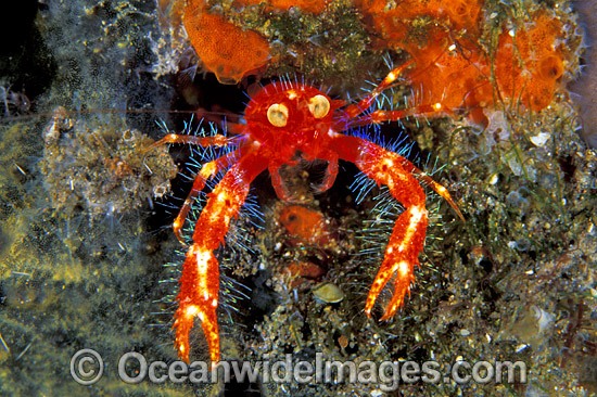 Google-eyed Fairy Crab photo
