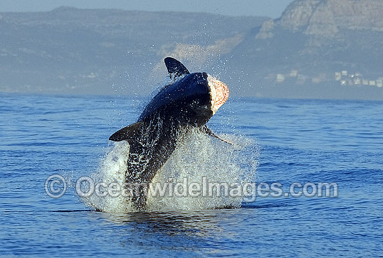 Shark breaching on Cape Fur Seal photo