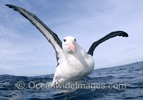 Blackbrowed Albatross Diomedea melanophris photo