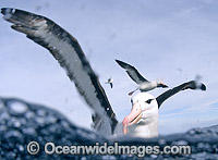 Blackbrowed Albatross Diomedea melanophris Photo - Chris & Monique Fallows